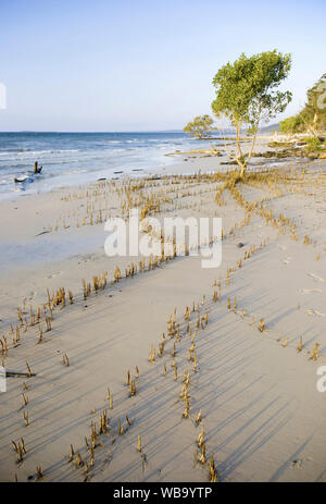 Mangrove gris (Avicennia marina), avec des pneumatophores découverte à marée basse, indiquant clairement l'étendue de la racine de la plante. Fraser Island, qu Banque D'Images