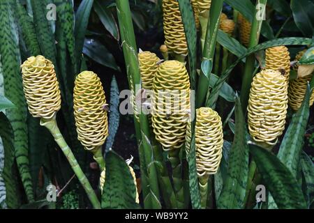 Une ruche plante gingembre (Zingiber spectabile) croissant dans la serre tropicale du Jardin botanique de Glasgow, Écosse, Royaume-Uni, Europe Banque D'Images