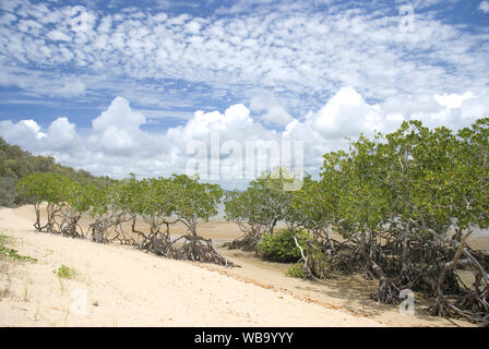 Enracinée,, des mangroves (Rhizophora stylosa), tapissant les rives de Round Hill Creek, le site de Captain Cook's premier débarquement dans le Queensland en mai 1770. Banque D'Images