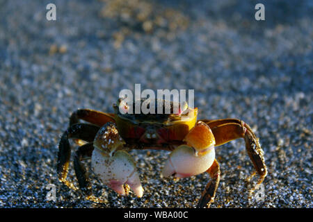 Petit crabe sur la plage de San Clemente del Tuyu, Buenos Aires, Argentine. Banque D'Images