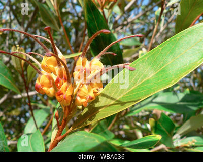 Confiture d'Orange (Grevillea Grevillea Grevillea x venusta glossadenia), un hybride. Bundaberg, Queensland, Australie Banque D'Images