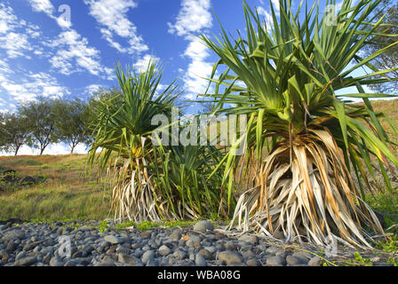 Screwpine Pandanus tectorius (chaume), se produit à partir du milieu de la côte de la Nouvelle-Galles du sud au nord à travers l'Indonésie et les îles de l'océan Pacifique, en croissance sur beac Banque D'Images