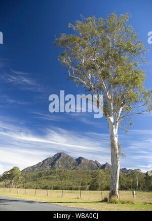 Gumtree (Eucalyptus sp.), arbre isolé dans le paysage rural. Parc national de Mount Barney, gammes, à la frontière sud-est du Queensland, Australie Banque D'Images