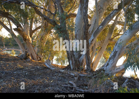 Rivière du Nord Red Gums (Eucalyptus camaldulensis var. obtusa) sur les rives de Cooper Creek, Innamincka réserve régionale, l'Australie du Sud Banque D'Images