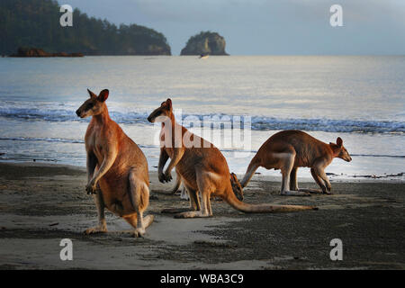 Les kangourous gris de l'Est (Macropus giganteus), Groupe sur la plage. Le Parc National de Cape Hillsborough, Queensland, Australie Banque D'Images