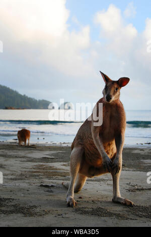 Les kangourous gris de l'Est (Macropus giganteus), Groupe sur la plage. Le Parc National de Cape Hillsborough, Queensland, Australie Banque D'Images
