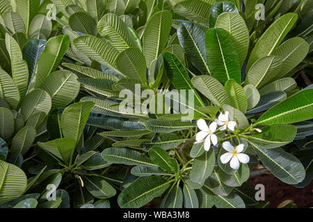 Plumeria ou frangipanier Champa (NAAG) plante avec des fleurs Banque D'Images