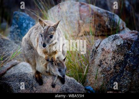 Wallaby Agile (Macropus agilis), Femme avec Joey en poche. Charters Towers, Queensland, Australie Banque D'Images