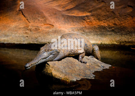 Freshwater crocodile (Crocodylus johnstonii), mordra si troublé ou se sent menacé mais ignorent d'habitude les gens quand le soleil lui-même à côté d'une Banque D'Images