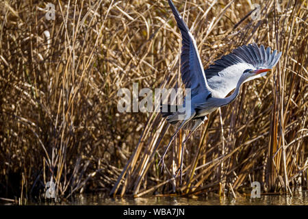 Un héron gris (Ardea cinerea) s'enferant d'un petit lac dans le parc Izumi no Mori, Kanagawa, Japon. Banque D'Images