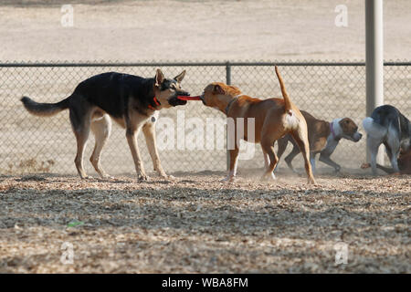 Les chiens dans un parc à chiens. Banque D'Images