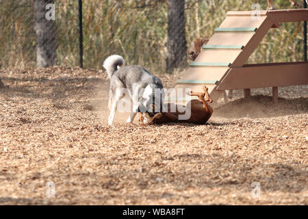 Les chiens dans un parc à chiens. Banque D'Images