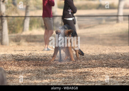 Les chiens dans un parc à chiens. Banque D'Images