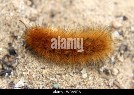 Un ours laineux de couleur rouille Caterpillar dans le sable Banque D'Images