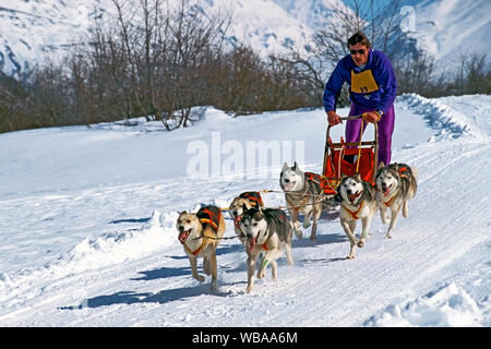 Musher avec Husky Sibérien de chiens de traîneau en action, pleine vitesse sur piste, Alpes suisses, l'Europe. Banque D'Images