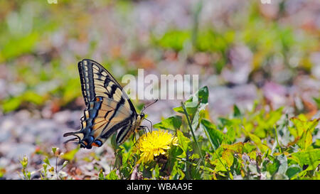 Swallowtail Butterfly assis sur pissenlit fleur jaune, se nourrissant de nectar. photo panoramique. Banque D'Images