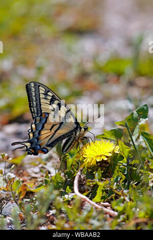 Alimentation papillon du machaon de nectar de fleur de pissenlit. Banque D'Images