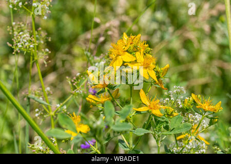 Millepertuis Hypericum une plante herbacée ou arbustive jaune distinctif avec cinq pétales de fleurs et feuilles ovales couplés, utilisés dans des médicaments preparati Banque D'Images