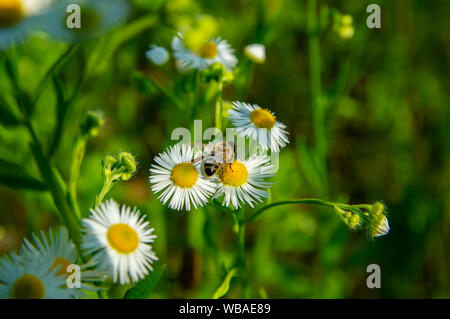 Abeille INSECTE sur fond blanc - Fleurs de camomille Banque D'Images