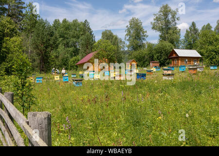 Le rucher situé dans la forêt. Les ruches de couleurs vives et les apiculteurs de maisons dans la prairie. vue de loin Banque D'Images