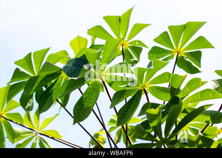 Les feuilles de manioc sur fond de ciel. Banque D'Images