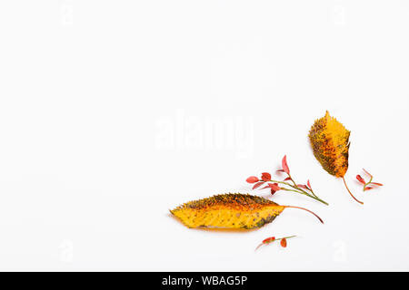 L'automne d'automne multi-sec feuilles colorées sur fond blanc. Automne, automne concept. Banque D'Images