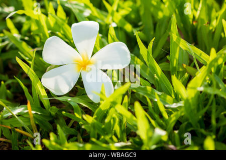 Plumeria flower blanc sur l'herbe verte le matin. Banque D'Images