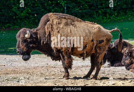 Connu sous le nom de American Buffalo Bisons, Bos bison dans le zoo Banque D'Images
