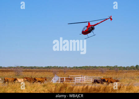 Rassembler le bétail, par hélicoptère, d'être déplacé dans la ville pour l'industrie de l'exportation de bétail vivant.. Karumba, Gulf Savannah, Queensland, Australie Banque D'Images
