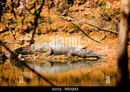 Freshwater crocodile (Crocodylus johnstonii), est beaucoup plus petit que le crocodile d'eau salée ou estuariens, qui va attaquer les gens. Mordra si distu Banque D'Images