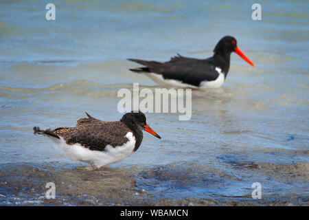 L'huîtrier pie (Haematopus longirostris), adulte, dans l'eau, et immature. William Bay National Park, près de Danemark, l'Australie Occidentale Banque D'Images