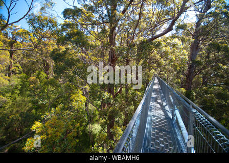 La Vallée des Géants Treetop Walk, treillis en acier-allée en charge de la forêt d'Eucalyptus jacksonii, tingle (rouge). Parc national de Walpole-Nornalup, Weste Banque D'Images