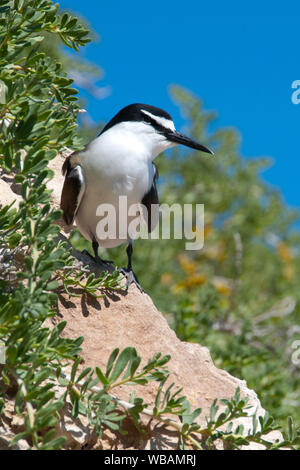 Sterne bridée (Onychoprion anaethetus), sur la falaise en pente. Îles de Shoalwater Marine Park, près de Rockingham, l'ouest de l'Australie Banque D'Images