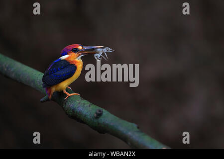 L'image de l'Oriental dwarf kingfisher (Ceyx erithaca) à Alibaug, Maharashtra, Inde Banque D'Images