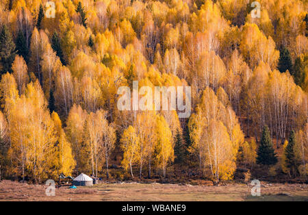 Forêt de bouleaux Hemu Xinjiang beauté d'automne Banque D'Images