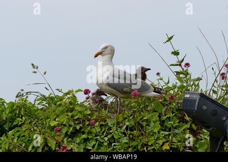Goéland argenté (Larus argentatus) et des poussins sur un nid sur le mur de château de Chepstow, au Pays de Galles. Banque D'Images