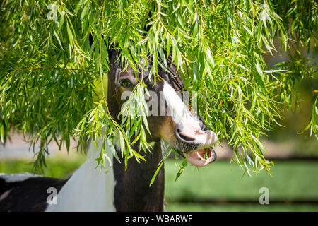 Cheval domestique. Pinto (Poney irlandais) eating willow de brindilles. La Suisse Banque D'Images