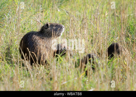 Femelle et d'oursons Myocastor coypus , également connu sous le nom de ragondin de manger sur l'herbe verte. Banque D'Images