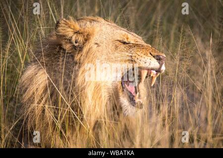 L'African Lion (Panthera leo), homme, allongé dans l'herbe, les bâillements, Klaserie nature reserve, Afrique du Sud Banque D'Images