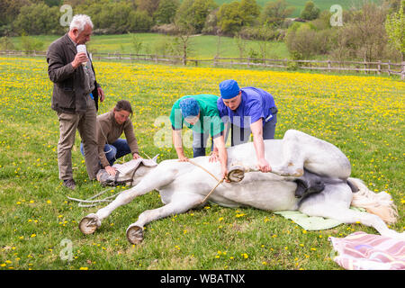 Lipizzan. La castration d'un étalon. Le vétérinaire et aides s'occupe du cheval anesthésié. Allemagne Banque D'Images