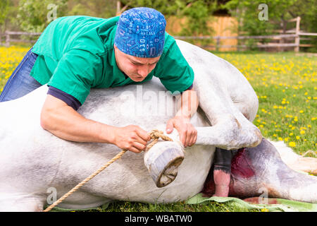 Lipizzan. La castration d'un étalon. Le vétérinaire s'occupe du cheval anesthésié. Allemagne Banque D'Images