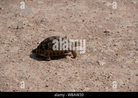 Passage de tortue Banque D'Images