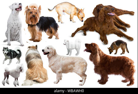 Différents types de chiens de races isolated on white Banque D'Images