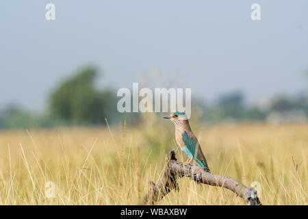 Rouleau Indien Angry Bird ou Coracias benghalensis sur une belle perche en bois de tal chhapar blackbuck sanctuaire, Churu, Rajasthan , Inde Banque D'Images