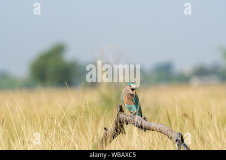 Rouleau Indien Angry Bird ou Coracias benghalensis sur une belle perche en bois de tal chhapar blackbuck sanctuaire, Churu, Rajasthan , Inde Banque D'Images