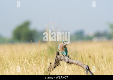 Rouleau Indien Angry Bird ou Coracias benghalensis sur une belle perche en bois de tal chhapar blackbuck sanctuaire, Churu, Rajasthan , Inde Banque D'Images