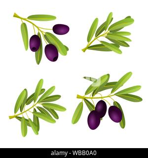 Télévision illustration de la direction générale des olives noires isolé sur fond blanc. Pour les cosmétiques naturels, l'huile d'olive, des produits de soins de santé. Vector illustration Illustration de Vecteur