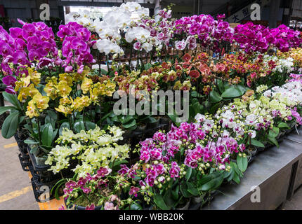 Marché aux fleurs à Kunming, province du Yunnan, Chine Banque D'Images