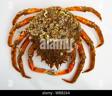 La délicatesse des fruits de mer. L'araignée de mer crus sur surface blanche Banque D'Images