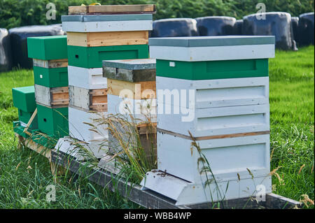 Les ruches en bois empilés dans un champ. Banque D'Images